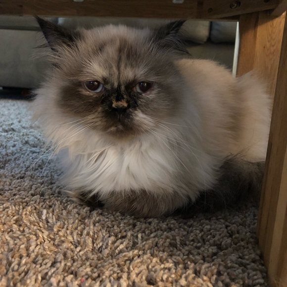 Meet your Posher, Brittany - Picture 1 of 1